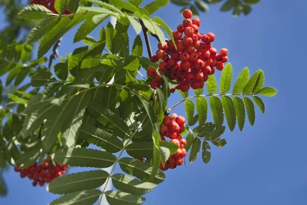 Rowan Grenar Med Mogna Frukter Närbild Röda Rönnnnnnnnnnnnnnnnbär Rönnnnnens Grenar — Stockfoto