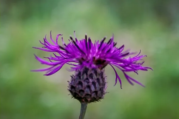 Pink Flowers Burdock Medicinal Plant Herbal Blossoming Burdocks — Stock Photo, Image