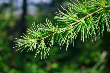 Orman bitkilerinin bulanık arka planında, gençlerin filizlendiği bir dal.