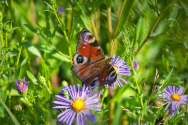 Güzel bir Tavuskuşu Kelebeği, Aglais io, Yaban Paskalya çiçeğini yakından çekiyor..
