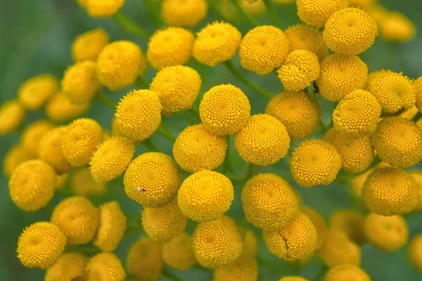 Tansy Tanacetum Vulgare Известен Common Tansy Bitter Buttons Cow Bitter — стоковое фото