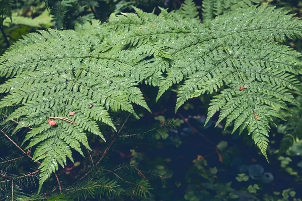 Bereketli Eğrelti Otlarının Canlı Yeşil Dokusu Eğreltiotu Yapraklarıyla Çok Güzel — Stok fotoğraf