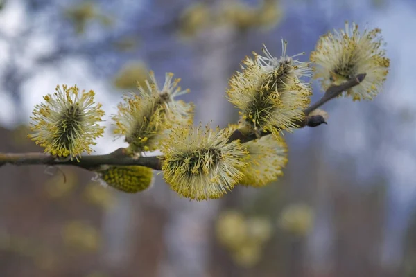 Pussy Willow Flowers Branch Blooming Verba Spring Forest — Foto de Stock