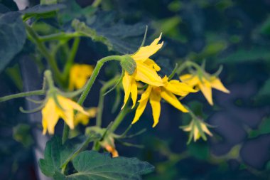 Serada açan bir demet sarı domates. Yeşil arka planda serada açan domateslerin sarı çiçekleri.