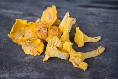 Koyu kırsal ahşap arka planda sarı Chanterelle. Latince adı cantharellus cibarius.