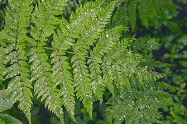 Textura Verde Vivo Matorrales Helechos Exuberantes Hermoso Fondo Naturaleza Con — Foto de Stock