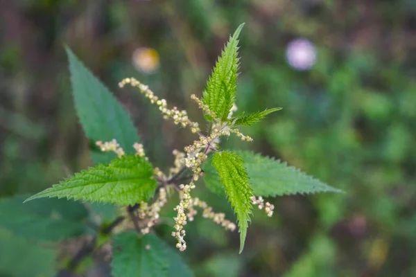 Yazın yeşil doğaya karşı eğri büğrü açan ısırgan otu. Urtica dioica.
