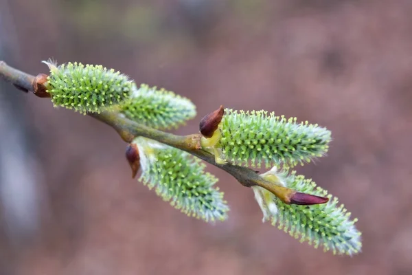 Pussy Willow Flowers Branch Blooming Verba Spring Forest — Stock Fotó