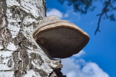 Bir ağacın gövdesinde Ganoderma lucidum meyveleri..