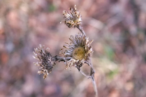 Flor Seca Salvaje Planta Del Prado Fondo Borroso Primer Plano — Foto de Stock