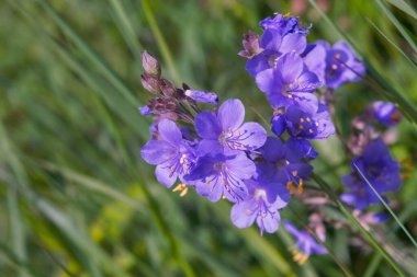 Valerian Yunancası. Latince adı Polemonyum Coeruleum. Sakinleştirici ve ağrı kesici etkisi olan bir bitki..