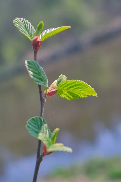 Disolver Las Primeras Hojas Las Ramas Símbolo Nueva Vida — Foto de Stock