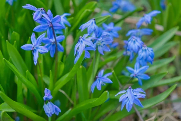 Цветки Скифов Латтинское Имя Scilla Difolia Саду Крупным Планом Первые Лицензионные Стоковые Фото