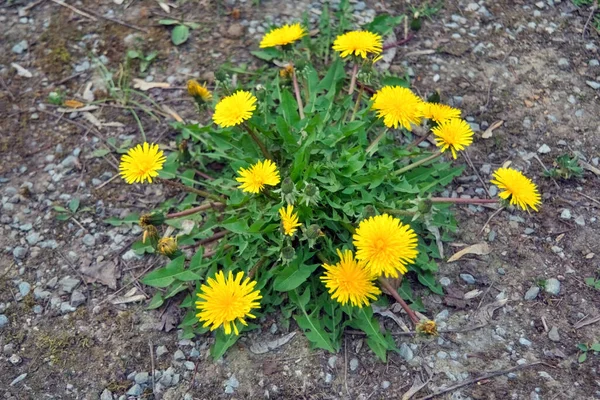 Bloeiende Paardenbloem Close Van Bloeiende Gele Paardebloem Lente Time Used — Stockfoto