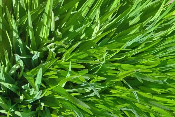 Νέοι Πράσινο Γρασίδι Την Άνοιξη Φρέσκο Πράσινο Γρασίδι Κοντά Φόντο — Φωτογραφία Αρχείου