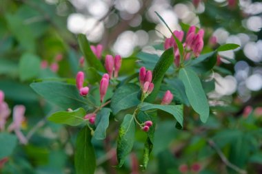 Frangula alnus 'un çiçek açan çalısı, çiçek açan beyaz çiçek. Detayları kapat, koyu yeşil yapraklar bulanık arkaplan. Frangula alnus 'un çiçekli dalı .
