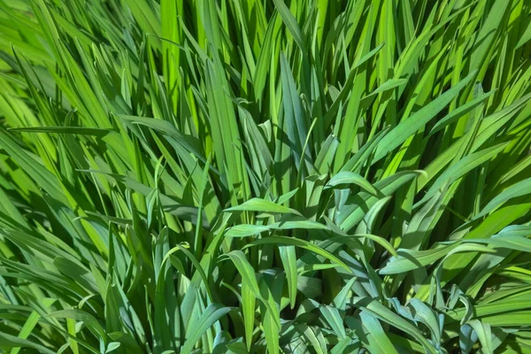 Зелена Свіжа Молода Пшениця Крупним Планом Молода Зелена Трава Навесні — стокове фото