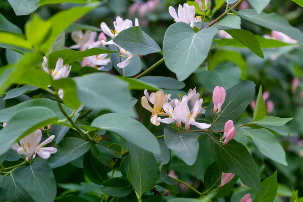 Frangula alnus 'un çiçek açan çalısı, çiçek açan beyaz çiçek. Detayları kapat, koyu yeşil yapraklar bulanık arkaplan. Frangula alnus 'un çiçekli dalı .