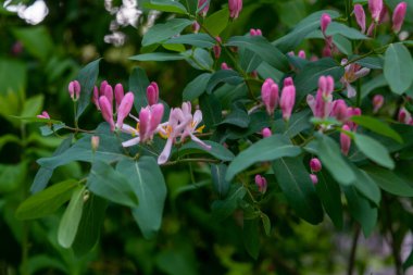 Frangula alnus 'un çiçek açan çalısı, çiçek açan beyaz çiçek. Detayları kapat, koyu yeşil yapraklar bulanık arkaplan. Frangula alnus 'un çiçekli dalı .