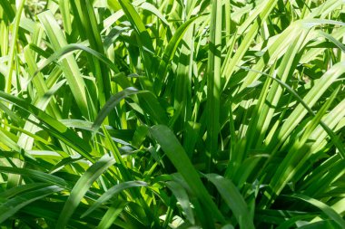 Yeşil taze taze buğday yakın çekim. Baharda taze yeşil çimenler. Taze yeşil çimenler, doğa arka planını kapatın..