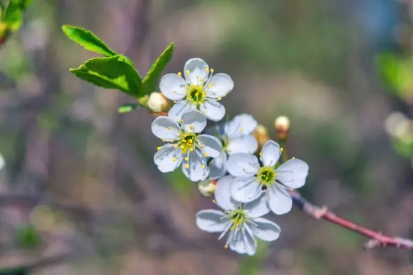 Rama Floreciente Cerezo Sobre Fondo Borroso Hermosas Flores Cerezo Blanco — Foto de Stock