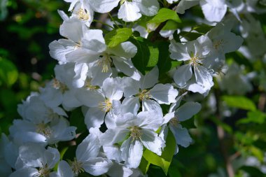 Doğanın güzel çiçekli ve soyut arka planı. Ağaç dalında bahar beyaz çiçekleri. Çiçek açmış elma ağacı.