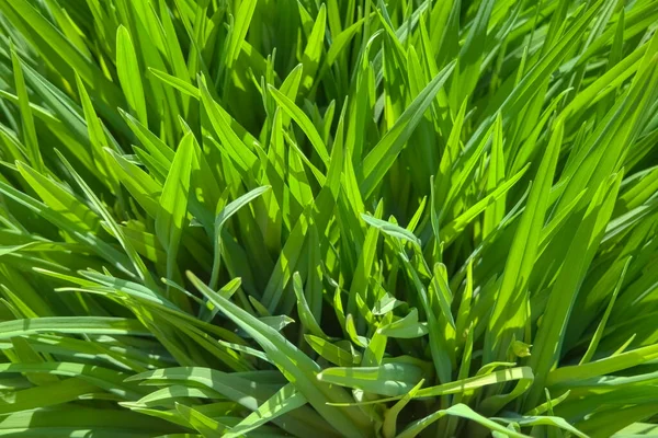Зелена Свіжа Молода Пшениця Крупним Планом Молода Зелена Трава Навесні — стокове фото