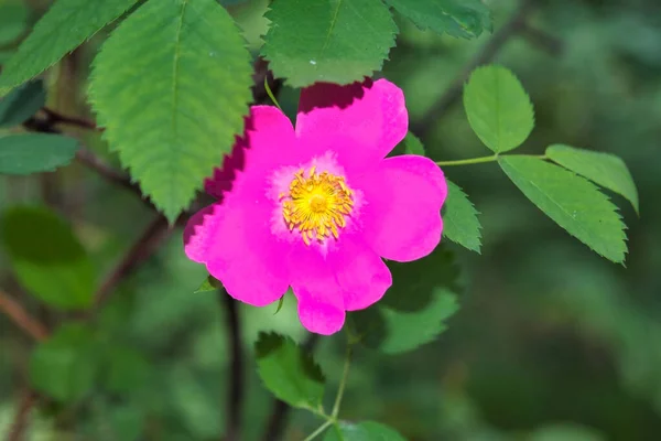 緑の葉を背景に野生の花を咲かせます — ストック写真