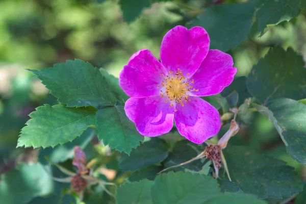 Kwiat Dzikiej Róży Tle Zielonych Liści Zbliżenie — Zdjęcie stockowe