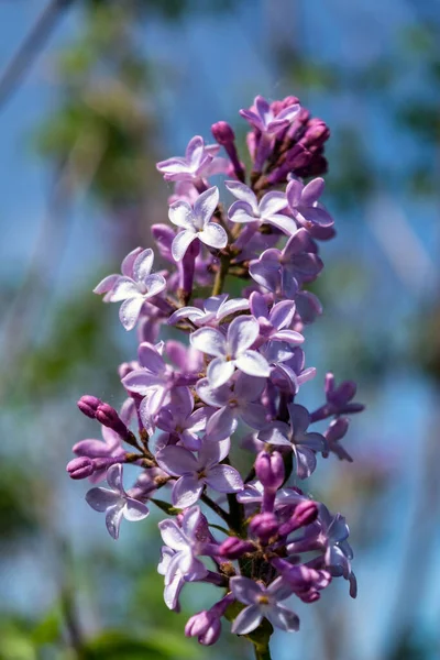 Bunga Lilac Ungu Mekar Berkembang Semak Lilac Dengan Bunga Kecil — Stok Foto