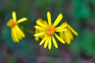 Bulanık arkaplanda sarı çiçek yumuşak ışık, arkaplan için yumuşak odak.