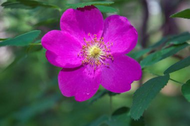 Yeşil yaprakların arka planında yaban gülü var. Yakın plan..