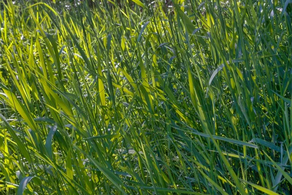 Πράσινο Φρέσκο Νεανικό Σιτάρι Από Κοντά Νέοι Πράσινο Γρασίδι Την — Φωτογραφία Αρχείου