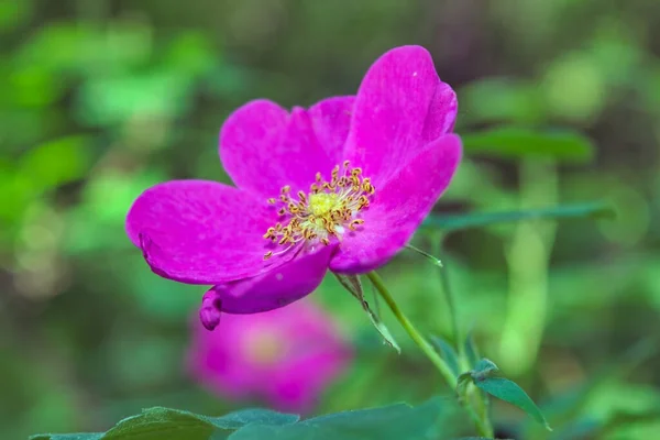 緑の葉を背景に野生の花を咲かせます — ストック写真