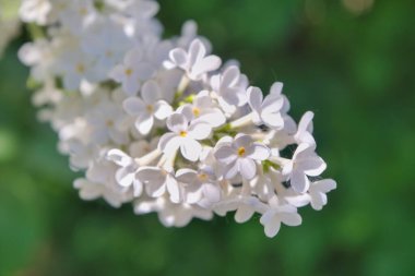 Çiçekli beyaz leylaklar. Narin çiçeklerle çiçek açan leylak çalısı. Parkta çiçek açan leylak çiçekli bahar çiçeği..