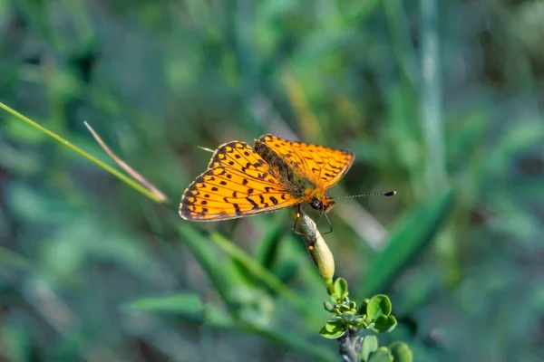 Argynnis Paphia Schöner Argynnis Paphia Schmetterling Sonnenlicht Kräutergarten Schmetterling Freien — Stockfoto