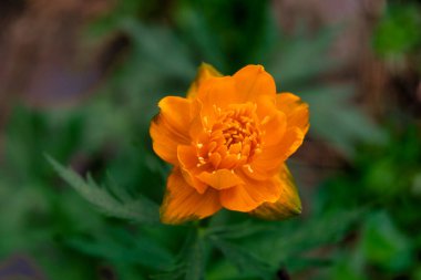 Bulanık bir arkaplanda Asyalı Globeflower Trollius asiaticus 'un turuncu çiçekleri. Seçici odak.
