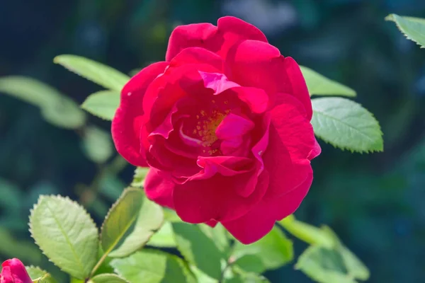 紧靠着美丽的红玫瑰 在玫瑰花园里的树上挂着绿叶 — 图库照片