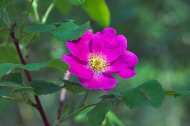 Yeşil yaprakların arka planında yaban gülü var. Yakın plan..