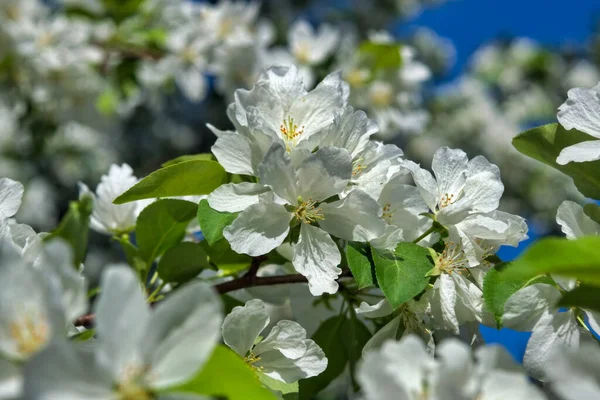 Doğanın güzel çiçekli ve soyut arka planı. Ağaç dalında bahar beyaz çiçekleri. Çiçek açmış elma ağacı.