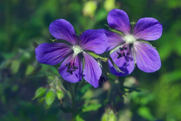 Geranios Azules Florecen Bajo Luz Del Sol Del Verano Geranio —  Fotos de Stock