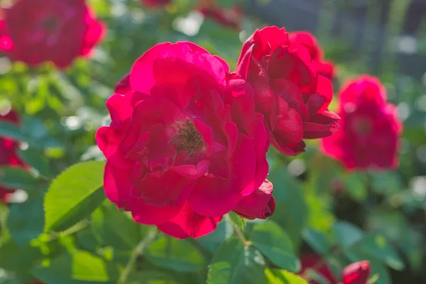 Zbliżenie Piękne Czerwone Róże Zielonymi Liśćmi Drzewie Ogrodzie Różanym — Zdjęcie stockowe