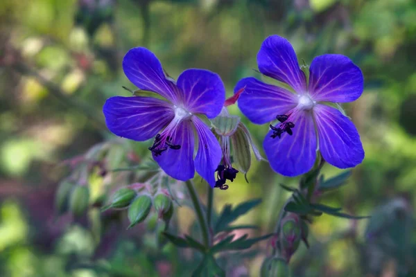 Mavi Sardunya Çiçekleri Yaz Güneşinin Altında Orman Sardunyası Geranium Müfredat — Stok fotoğraf