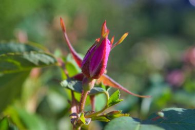 Yeşil yaprakların arka planında yaban gülü var. Yakın plan..