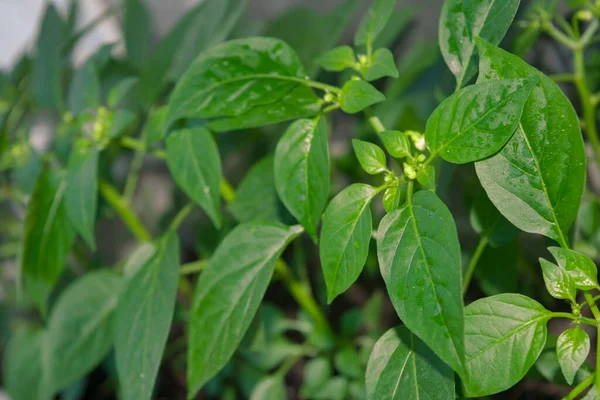 Fiatal Paprikanövények Csoportja Vetőmagok Forró Beltéri Dekoratív Paprika Közelkép Fiatal Stock Kép