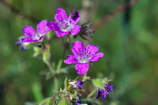 Geranios Azules Florecen Bajo Luz Del Sol Del Verano Geranio —  Fotos de Stock