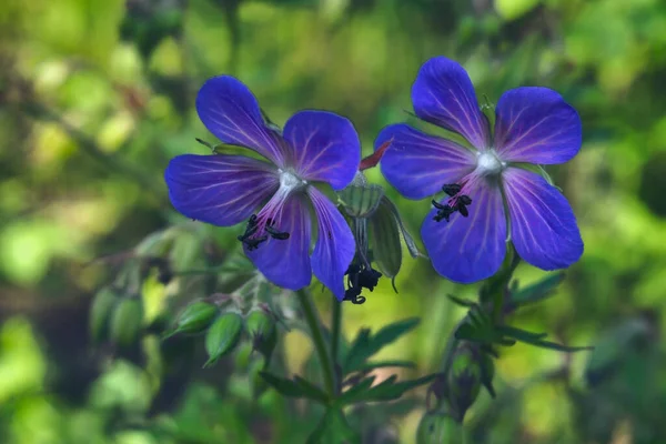 푸른게 아래서 피운다 제라늄 Geranium 꽃들이 어두운 배경에 태양에 조명되고 — 스톡 사진