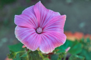 Bahçede çok güzel gülgülgüller açıyor. Keskin ve bulanık arkaplanlı pembe çiçek gülhatmi..