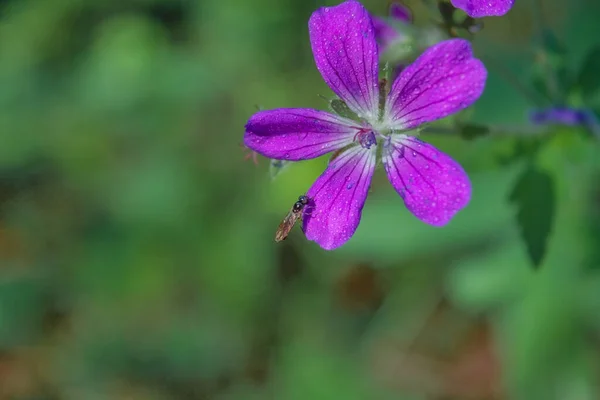 푸른게 아래서 피운다 제라늄 Geranium 꽃들이 어두운 배경에 태양에 조명되고 — 스톡 사진