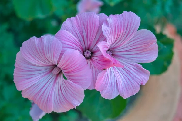 Bahçede Çok Güzel Gülgülgüller Açıyor Keskin Bulanık Arkaplanlı Pembe Çiçek — Stok fotoğraf